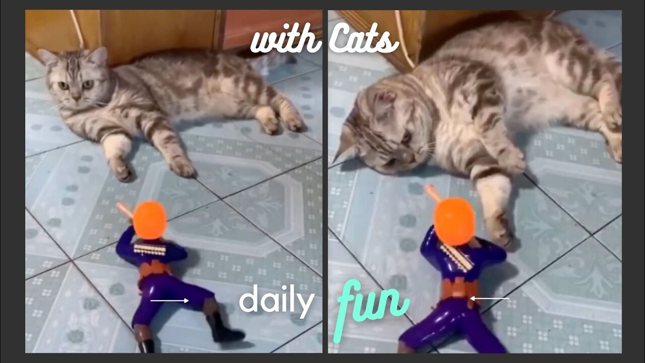 How cute cat play with baby toy - Funny Animal