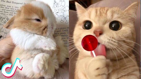 Cute And Funny Pets | Try Not To Laugh 2021 tiktok
