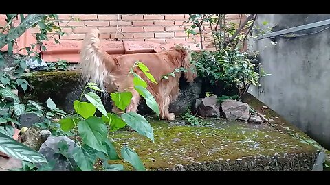 #dogshow , #animals , #dogs