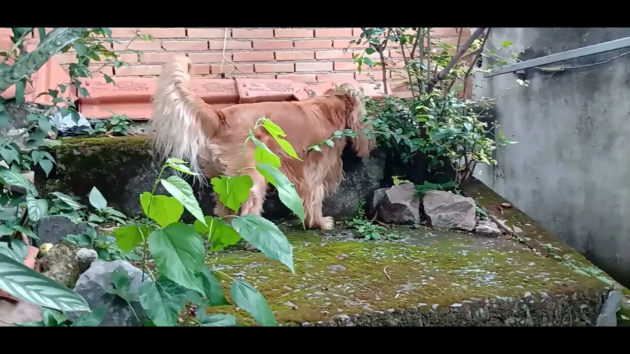 #dogshow , #animals , #dogs