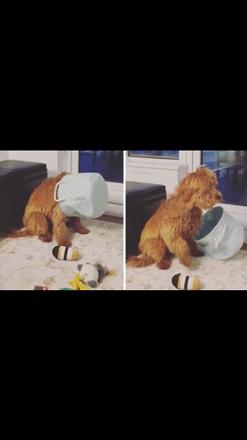 Silly doggy sits with basket over her head