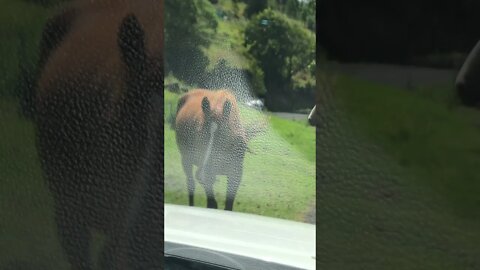 Beautiful Horses Stand on the Road : Brumby Love
