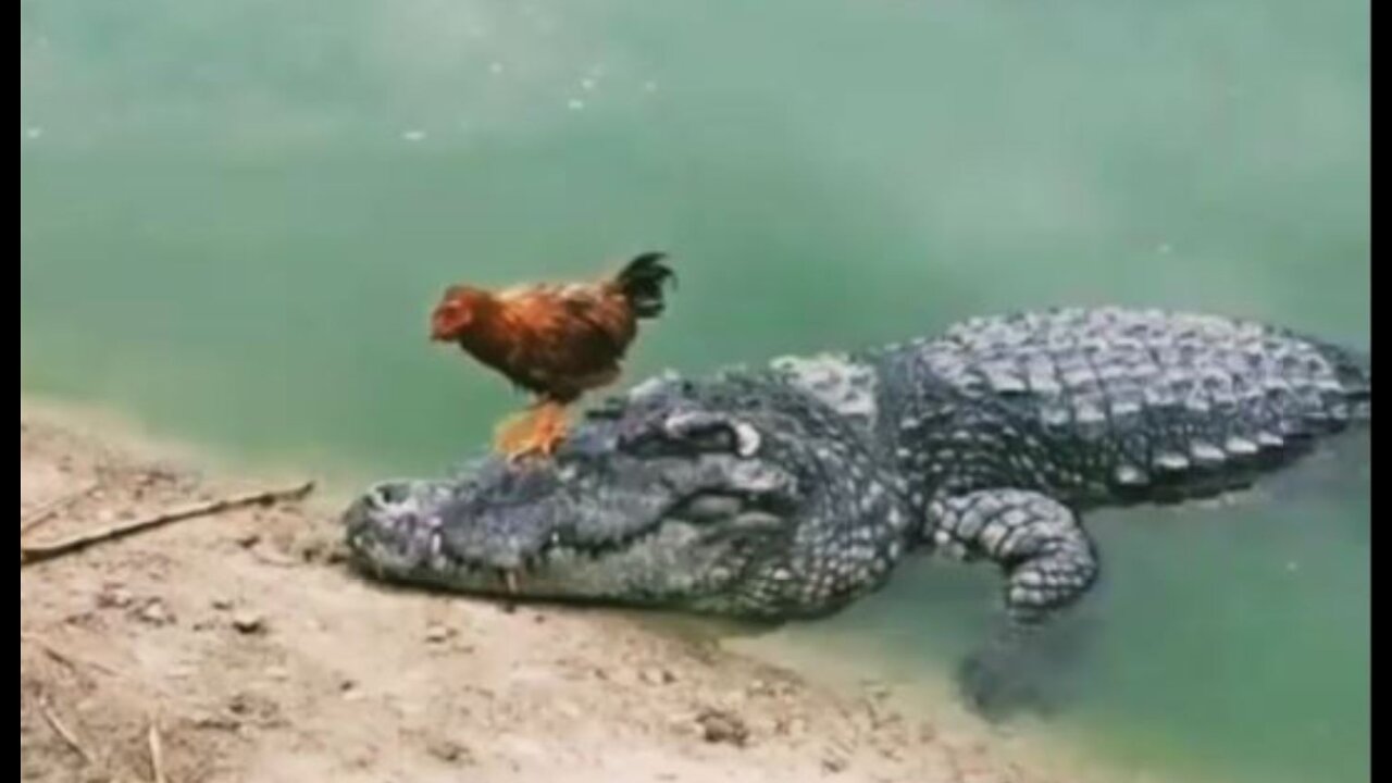 Funny video with Crocodile and Hen