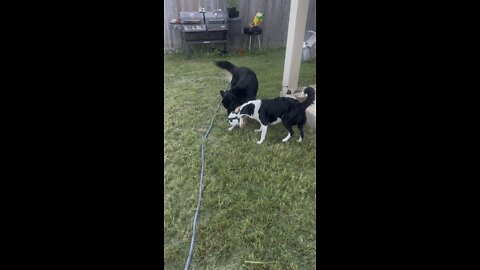 Dogs playing tug of war