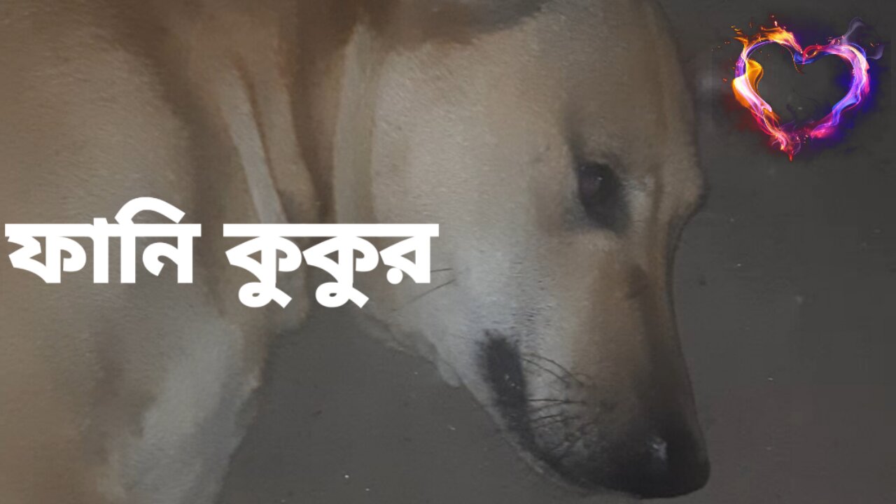 Dog Entertainment | Funny Video | Bangla Funny Video | Funny