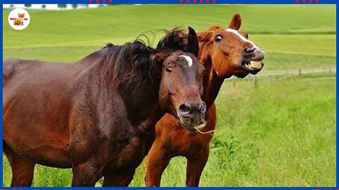 You can't forget having a HORSE 😻Cute Horses and Human Videos