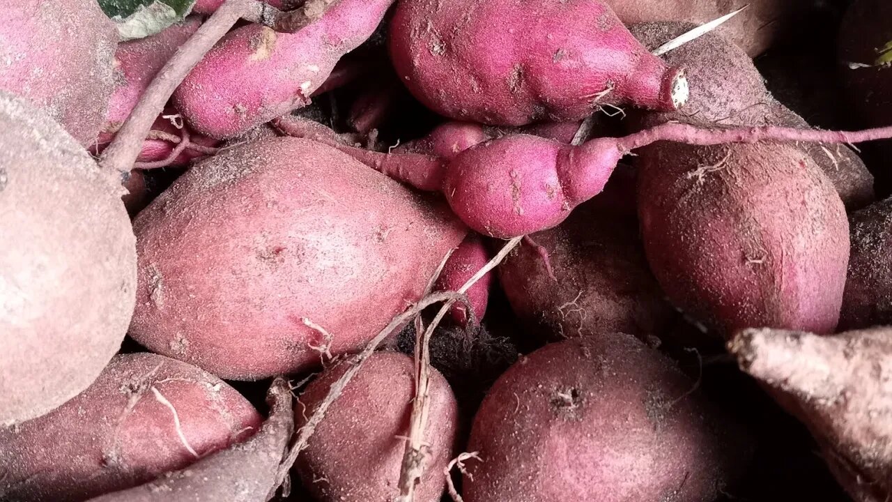 The Amazing yam. Planted in 2014 and still feeding me..