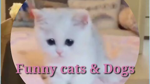 TOP Funny Cats and Dogs of the Weekly - TRY NOT SMILE #4#