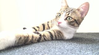 Cutest Kitten Stretches