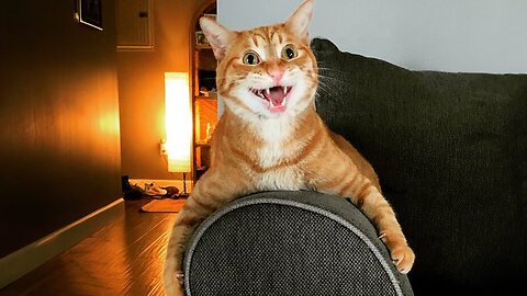 These Funny Cat Videos Will Have You Rolling! 😹 Funny ANIMALS videos 2024