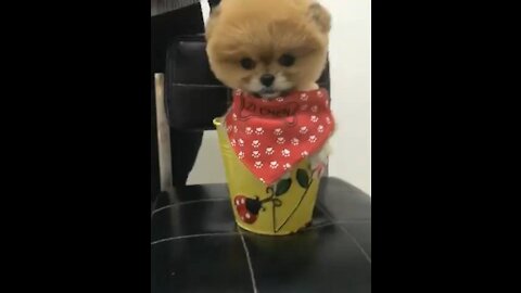 Lovely Baby Cat, Funny cats 😹 Cute and Funny Animals Compilation