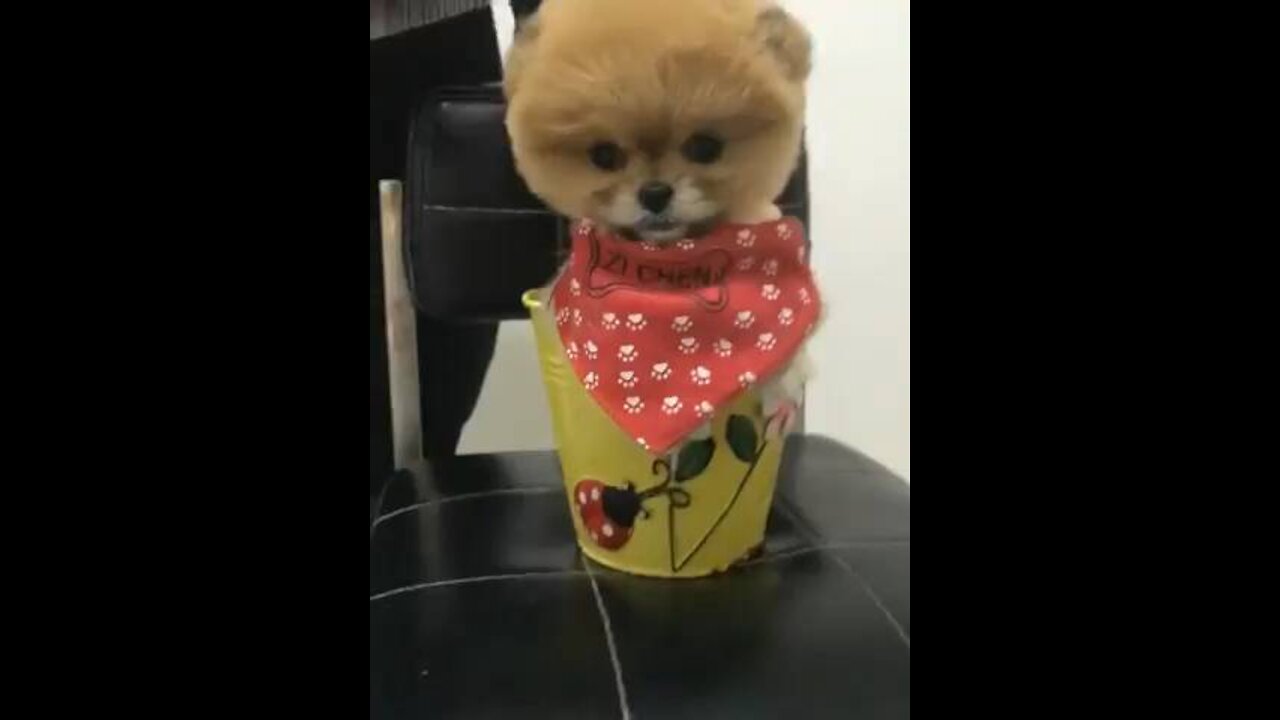 Lovely Baby Cat, Funny cats 😹 Cute and Funny Animals Compilation