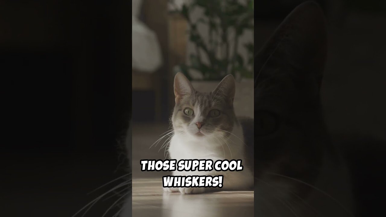 Why cats are the ultimate nap masters!