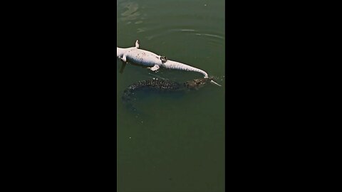 Crocodile eating another crocodile