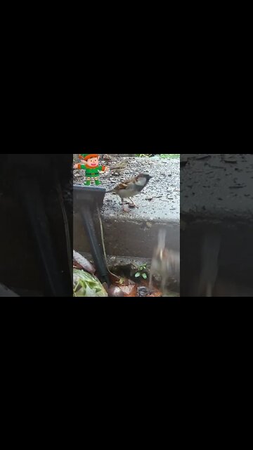 An Elf Visits #Shorts 🎄