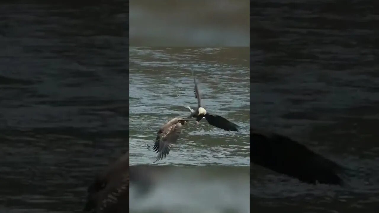 Bald eagles # falcons # Food fight