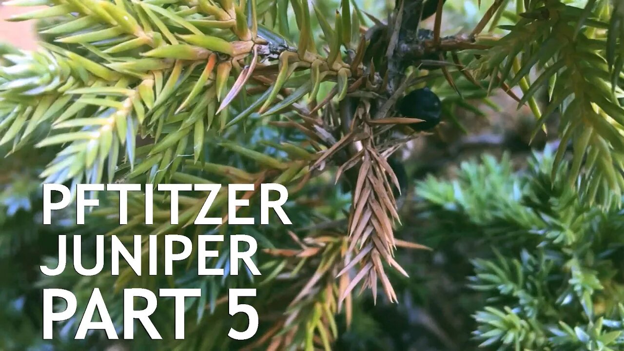 Pftitzer Juniper Bonsai, From Young Nursery Stock. 5