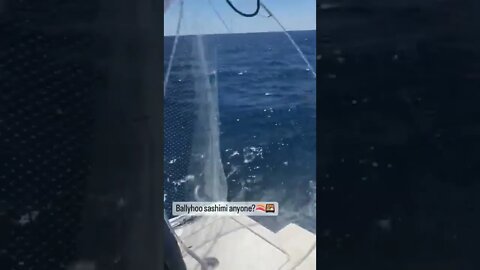 ballyhoo sashimi time! catch #livebait with the #ballyhoop #fishing