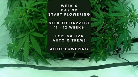 Day 39 Cannabis grow timelapse start flowering indoor hemp weed Autoflowering X Treme