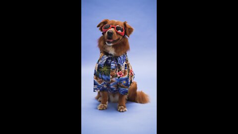 How my dog is looking in glasses naughty dog.