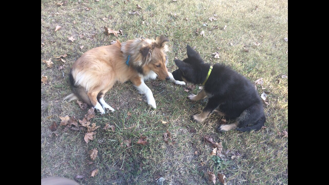 Best Pals Playing