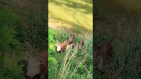 Piglets Coming up From the Pond @UncleTimsFarm #kärnəvór #carnivore #shorts #hereford #freerangepigs