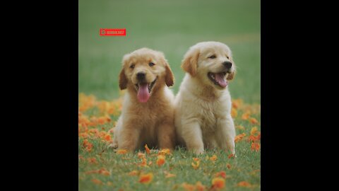 Try Not To Laugh Funny Dogs Compilation 2021