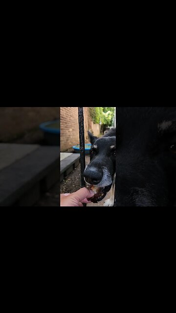 Dog-Shiroes favorite treat 😍