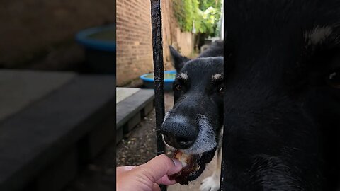 Dog-Shiroes favorite treat 😍
