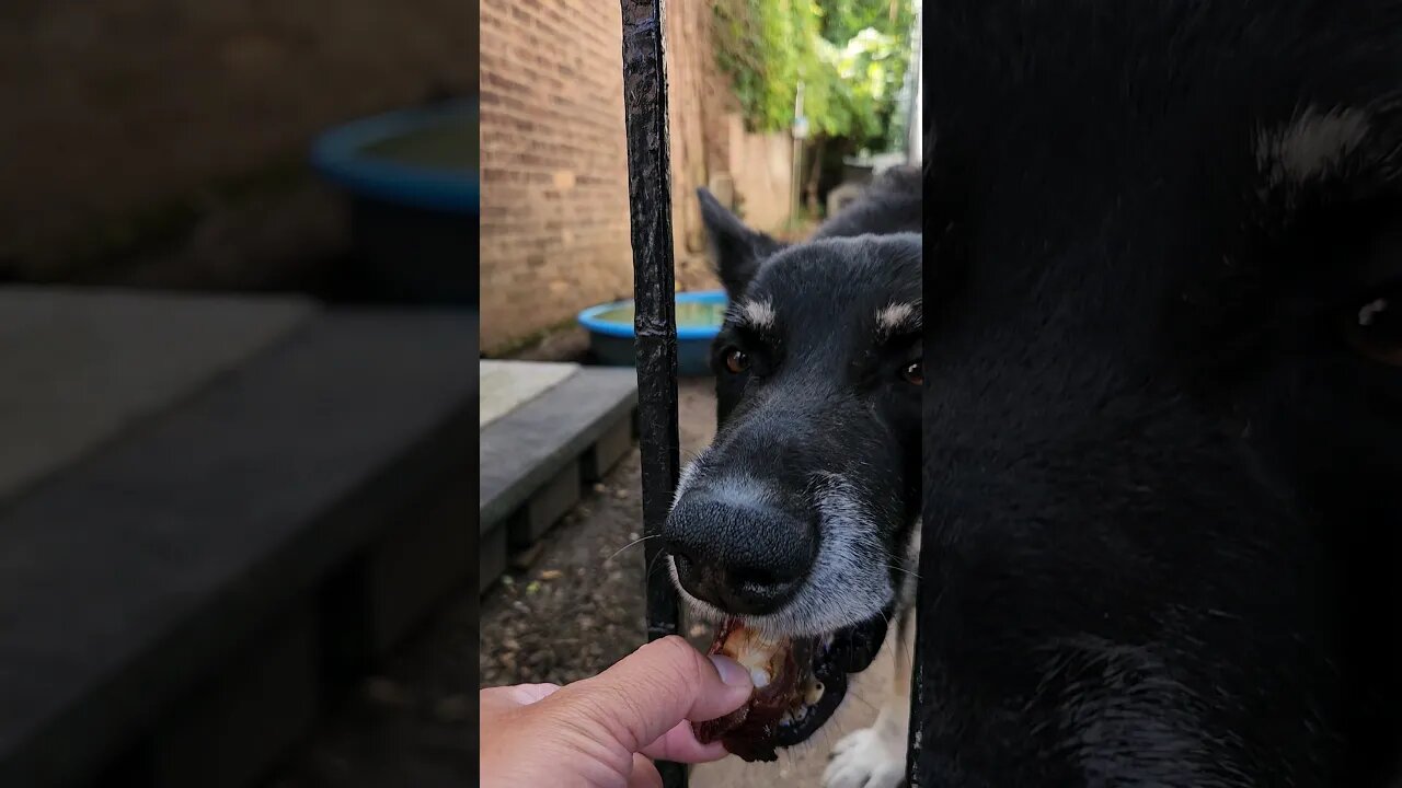 Dog-Shiroes favorite treat 😍