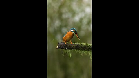 Fish get back there flying birds as food