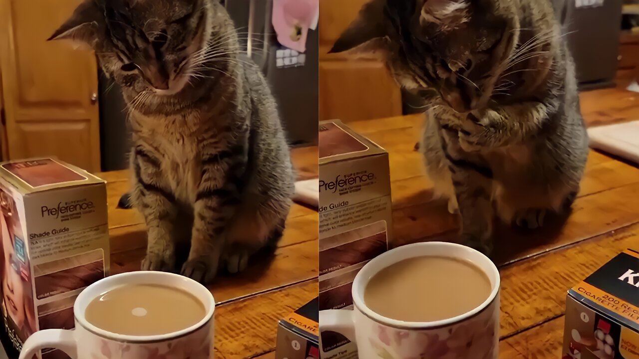 The cat will make sure your morning coffee is perfect
