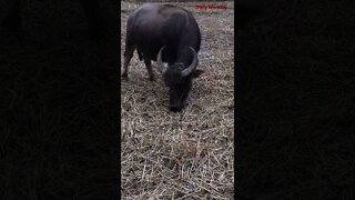 The buffalo is eating grass in the rice field