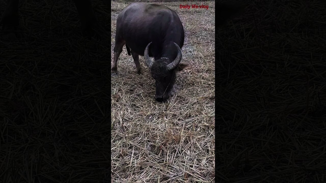 The buffalo is eating grass in the rice field