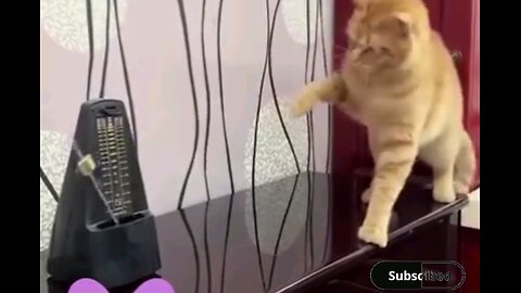 Cat looked very shock🤣😂 interesting video