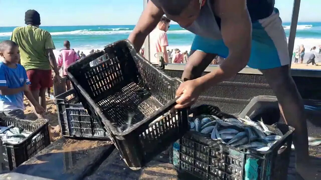 Sardine Run 2023 Loading The Crates