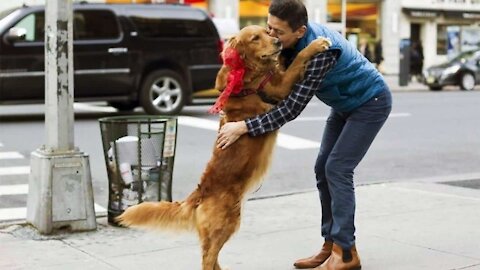 The joy of the dog from the meeting