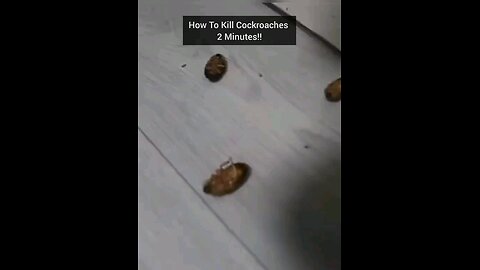 how to kill cockroach 🪳 in 2 minutes