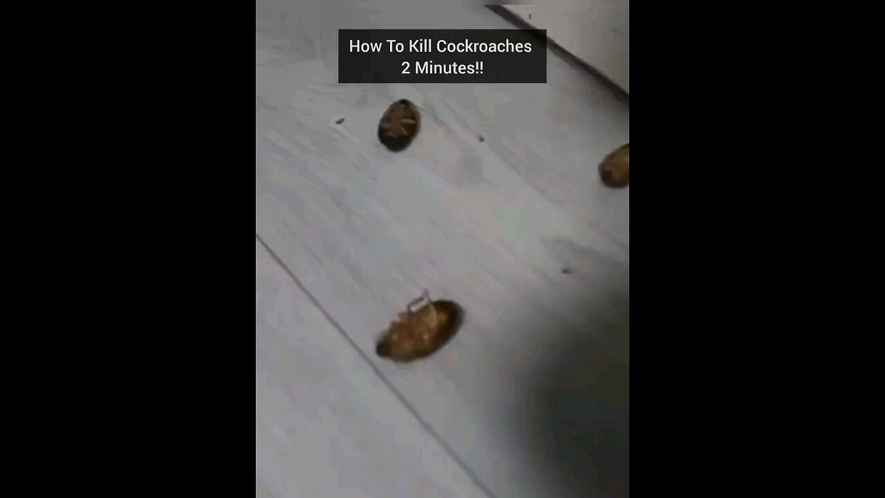 how to kill cockroach 🪳 in 2 minutes
