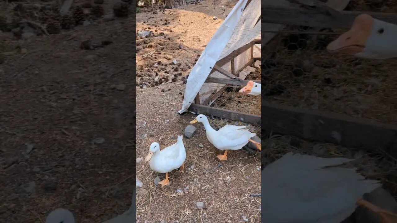 #ducks #farm #shorts