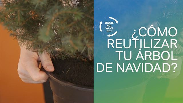 Sin desperdicios: cómo reutilizar tu árbol de Navidad