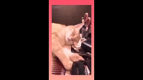 funny cats reaction 😺😁