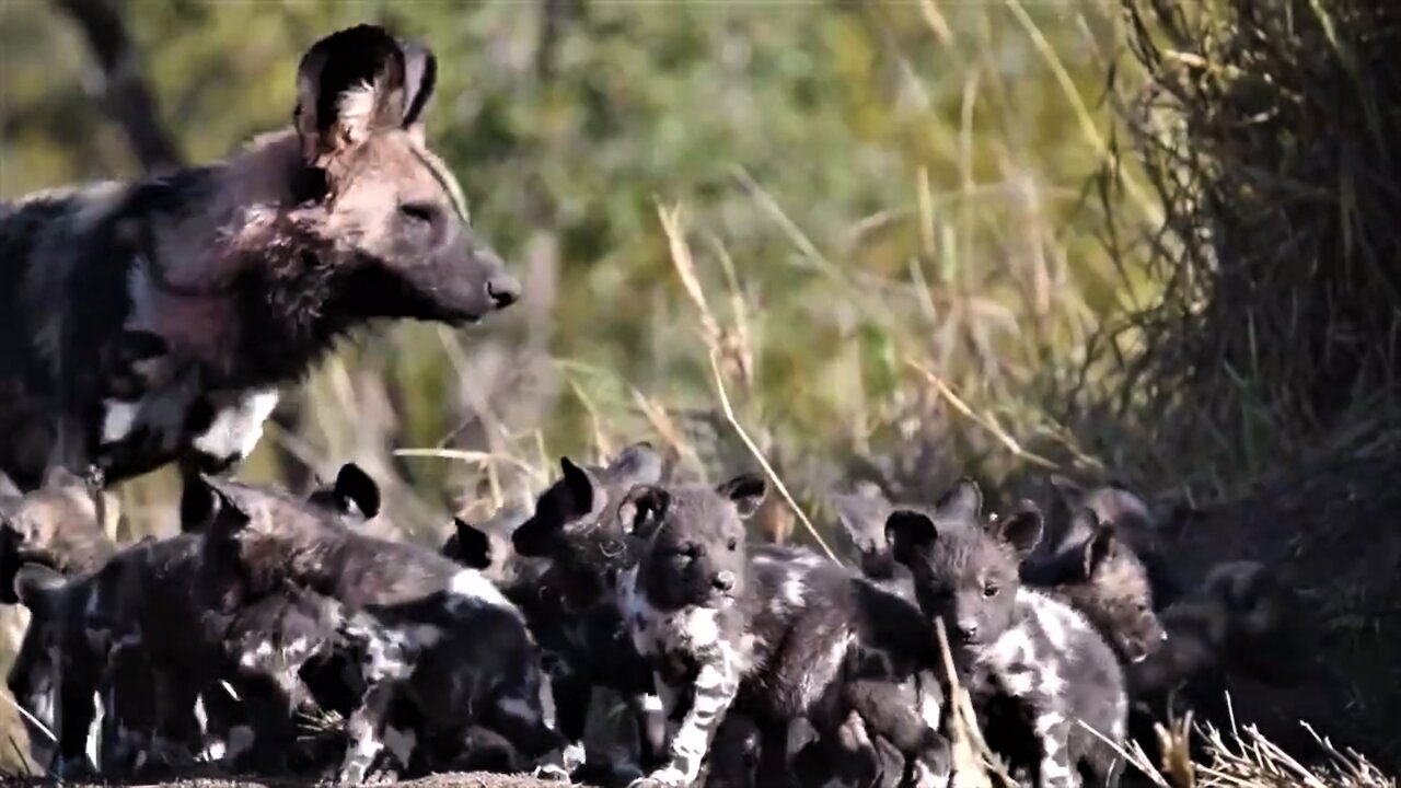 African wild dog puppies burst out of den to greet their mother