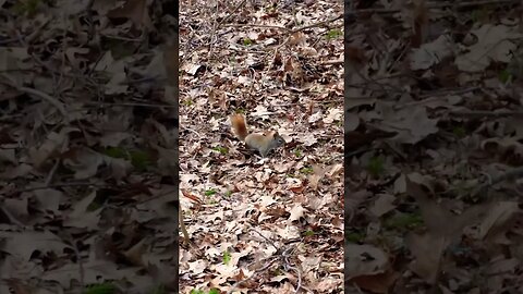 Sony ZV-E10 Kit Lens Animal Photography Test