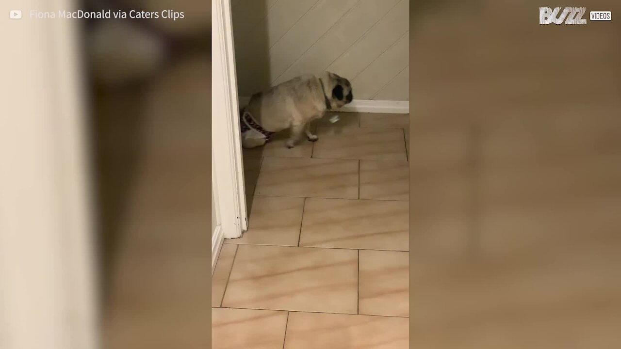 Pug paraplégico recebe cadeira de rodas