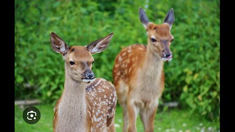 dear deer