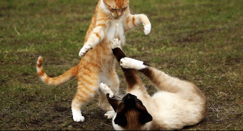 will you face it? Funny cat