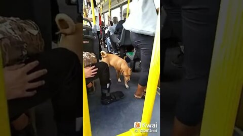 olha isso o cao dentro do onibus #shorts