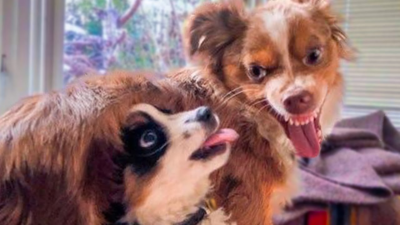 funny dogs vines - funniest dogs and cats - awesome funny pet animals videos shorts