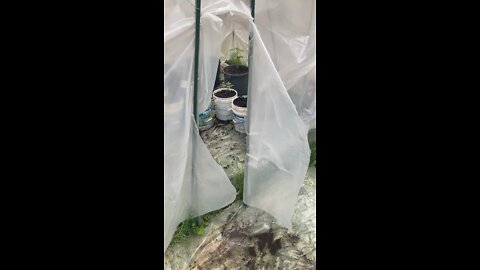 #marijuana dhp greenhouse 5-24-2022